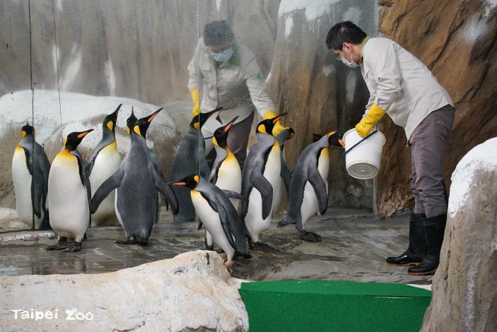 臺北市立動物園首度引進的國王企鵝，轉眼將在園內度過第21個年頭