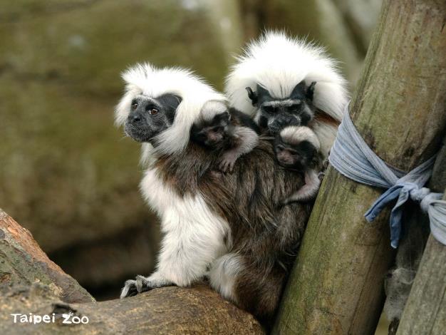 拜訪棉頭絹猴時，記得要輕聲細語別吵到他們育幼囉！