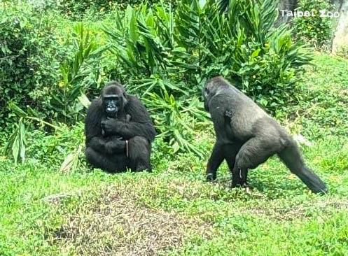 期盼能早日看到兩隻金剛猩猩寶寶一起玩耍的可愛畫面！（左：「Iriki」抱寶寶、右：「Tayari」抱「Jabali（呷百二）」