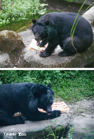 幸運優先獲得嚐鮮機會的是亞洲黑熊「小熊（上）」和「黑輪（下）」
