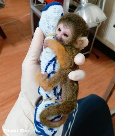 保育員用毛巾、襪子給松鼠猴寶寶做抱枕