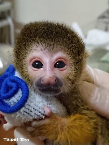 黑冠松鼠猴再添一員～新生寶寶靠人工哺育（葉惠群攝）