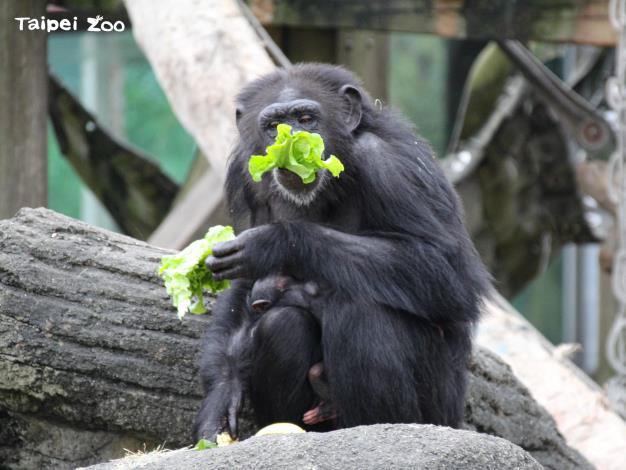 面對這一群聰明的動物們，要讓他們依照食譜吃下設計好的各類營養，食材選擇、分配與餵食順序都是非常具有挑戰性的（黑猩猩）
