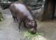 這次借殖計畫的2隻侏儒河馬都是在臺北動物園出生長大的(侏長吃晚餐)