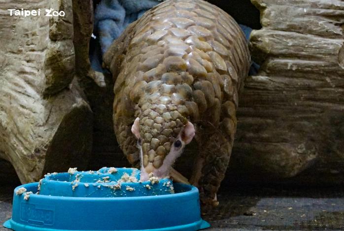 「穿胖」是第一隻在臺北市立動物園內出生的個體，也是目前全世界有紀錄最高齡的穿山甲