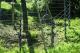 為了防止金剛猩猩們調皮搗蛋所造成的破壞力，保育員會在新種植樹木的周圍，拉起具有嚇阻作用的電牧線