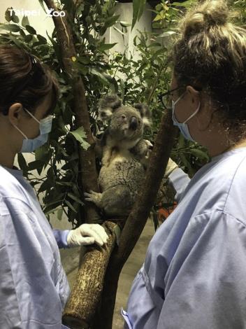 2019年1月，無尾熊「Wolverine」檢疫期滿前夕，澳洲庫倫賓保護區保育員和他道別
