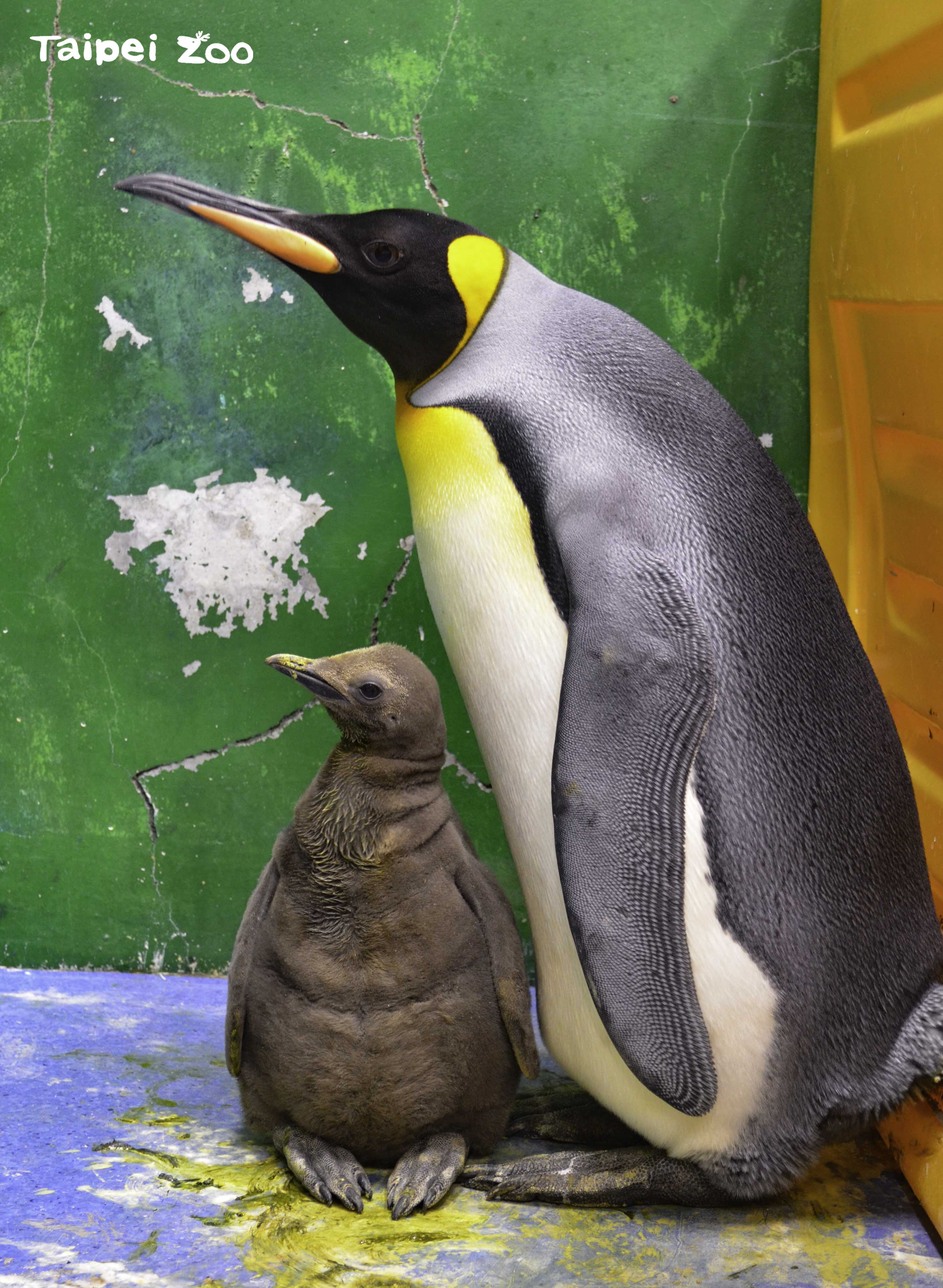 臺北市立動物園-新聞稿-寶寶拒穿親子裝？動物毛色學問大