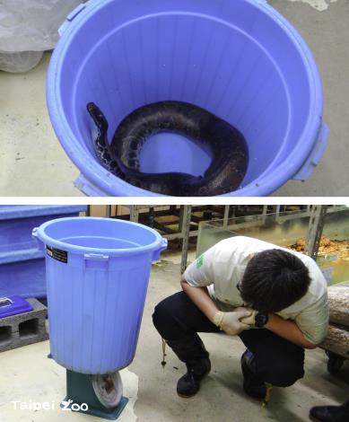 蟒蛇量體重時，要找個桶子讓牠們安穩的待在裡面