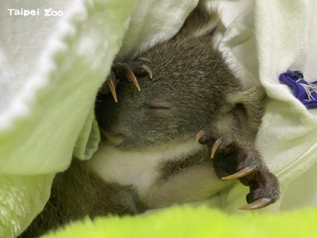 無尾熊寶寶在保育員縫製的袋中熟睡
