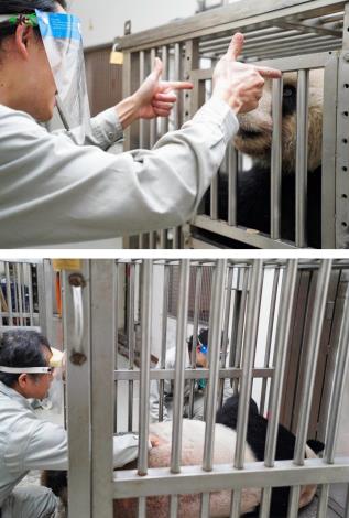 團團：啊！我昏倒了！快幫我抓抓癢癢的地方！