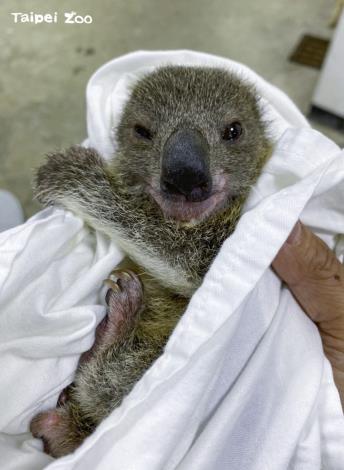 澳洲庫倫賓動物保護區的專家群評估，Joey要長到1.2公斤，才較脫離危險期（林靜宜提供）
