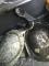 羅地島蛇頸龜是印尼羅地島特有的一個側頸龜物種，長長的脖子只能側著彎曲縮入殼內是他們最明顯的特徵（黃建宸攝）