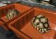 查緝的安哥洛卡陸龜準備進入園內檢疫流程（黃建宸攝）