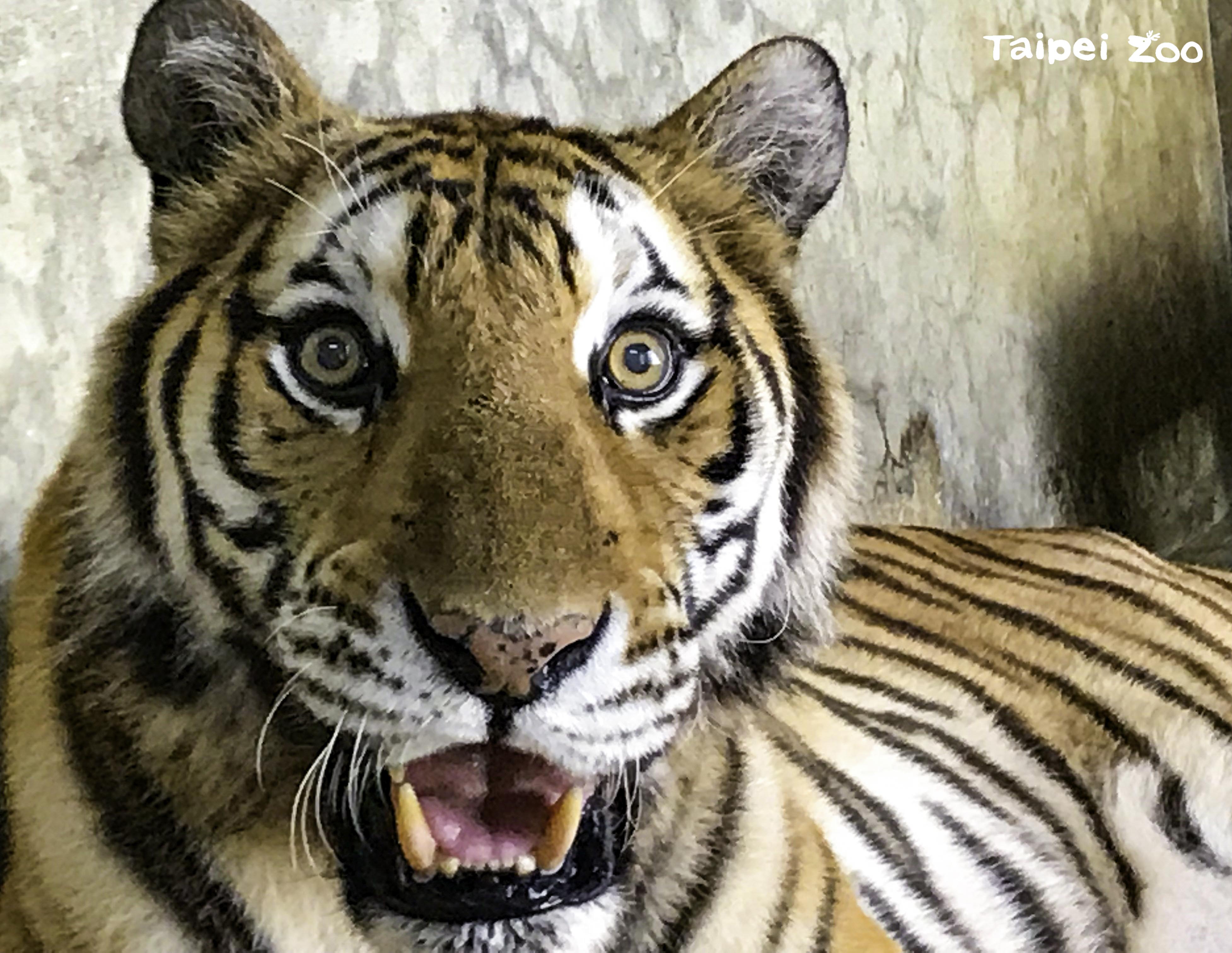 臺北市立動物園 新聞稿 孟加拉虎 新春 賀新年限量虎年門票開賣啦