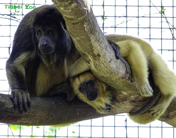 黑吼猴的個性很溫馴，親子間感情十分融洽，牠們平日裡總是依偎在一起休息