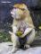 紅猴家族為動物園增添了第一隻「壬寅虎年」寶寶（王俐婷攝）