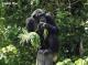 黑猩猩享用空心菜