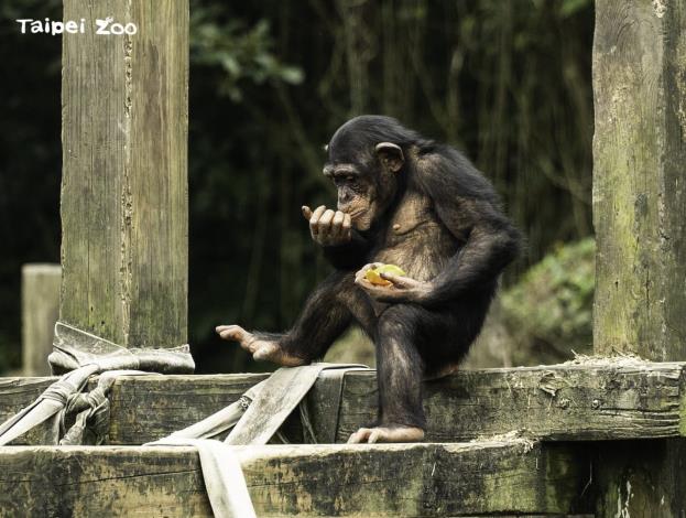 當季蔬果的美味讓黑猩猩忍不住舔手手