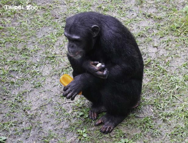 黑猩猩對於各式食材接受度出奇的高