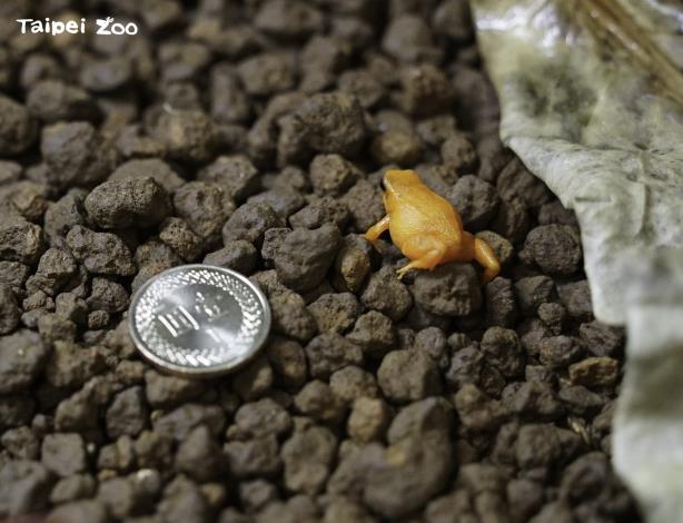 金曼蛙比一元硬幣還小