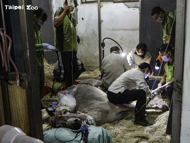 大型動物移動困難，獸醫師們必須帶著醫療設備登門拜訪，必要時就地進行治療（非洲野驢修蹄）