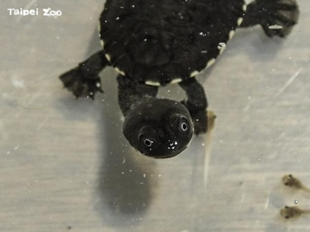 蛇頸龜寶寶：蝌蚪游太快了，好難抓哦！