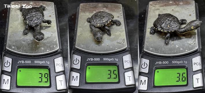 今年孵化的蛇頸龜寶寶體重約3.5-3.9公克，重量比去年孵化的2隻個體成長約20%（楊志平攝）