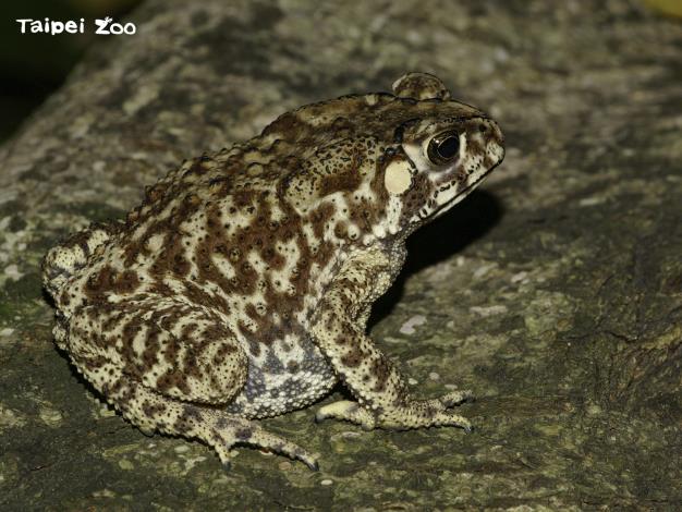 有本土青蛙或蟾蜍的地方環境是相對自然健康的，夜晚聽到蛙鳴別再嫌牠們吵喔！（黑眶蟾蜍）
