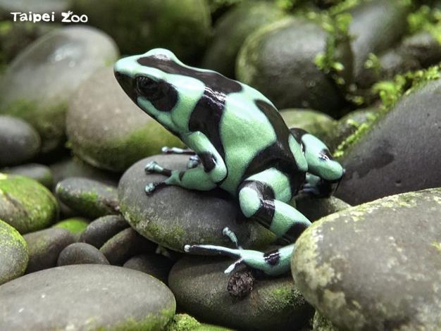 用是否有毒性來分別青蛙和蟾蜍並不正確，像是中、南美洲的箭毒蛙毒性就不容小覷（迷彩箭毒蛙）
