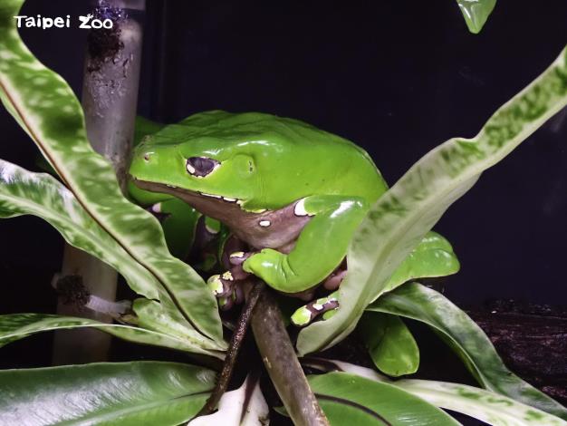 青蛙的身體表面則較為光滑，皮膚能幫助呼吸，摸起來濕濕黏黏的（巨人猴樹蛙）