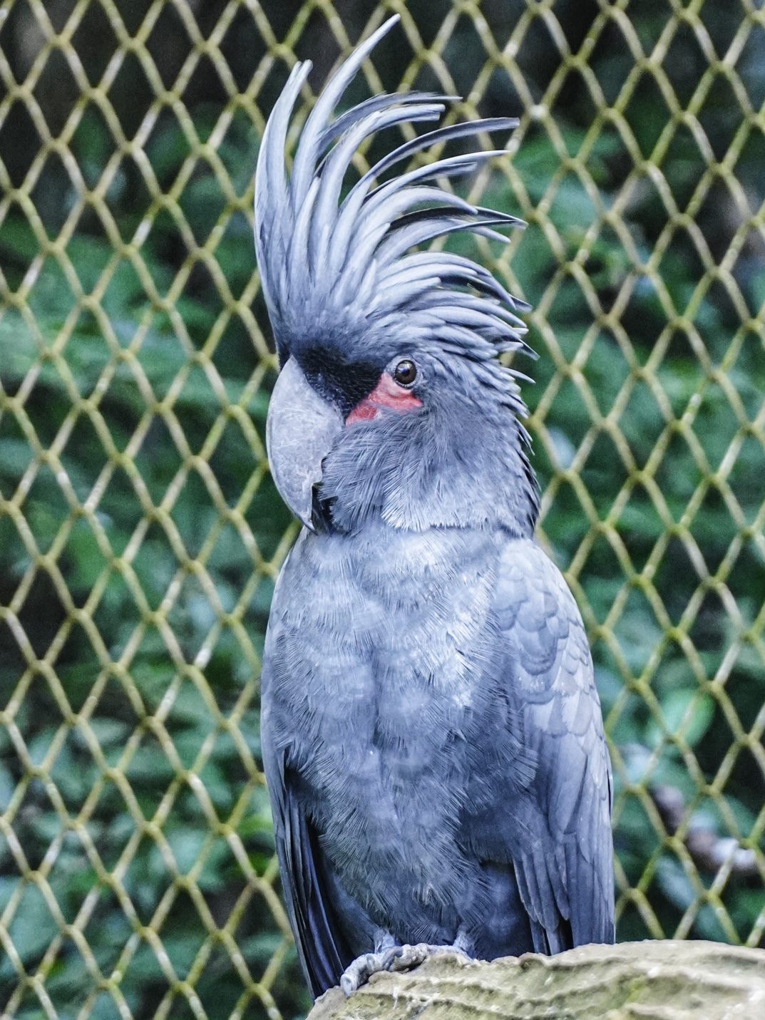 棕梠鳳頭鸚鵡擁有漂亮的頭冠