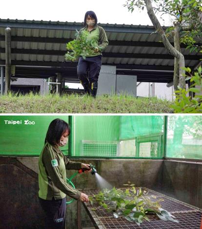 無尾熊的保育員採收桉樹葉，清洗晾乾後才能送給無尾熊享用