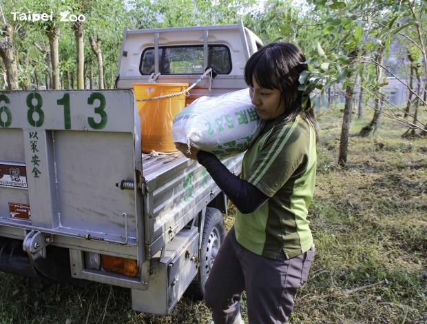 照顧桉樹林是很耗體力的工作