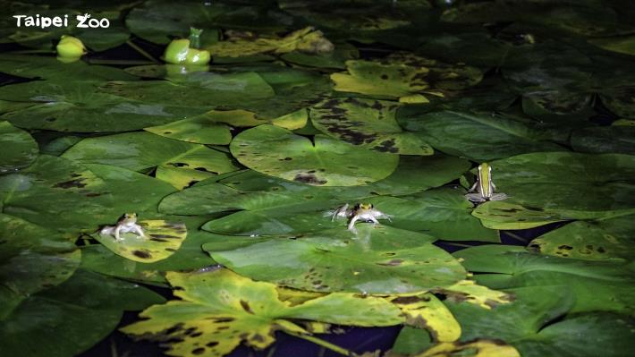 近幾天的間歇大雨，研究團隊在臺北市立動物園內的水域環境，聽到了臺北赤蛙「百蛙爭鳴」的盛況