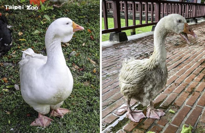 會下水洗澡（左）和不下水洗澡（右）的鵝，毛色差異明顯