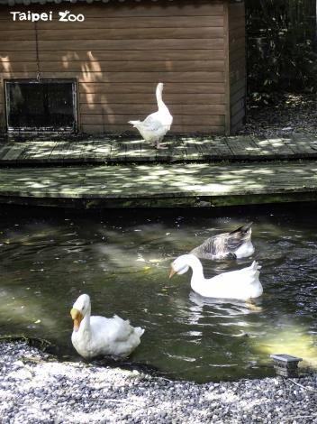 當大家都進到水池洗澡的時候，不下水的鵝自顧自的在岸上閒晃