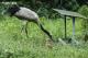 丹頂鶴屬於早熟性的鳥類，雛鶴孵化後就會跟著媽媽四處活動、覓食