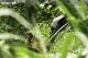 夏至(6月21日)這天的下午，保育員發現丹頂鶴「KIKA」帶著1隻雛鳥在草叢裡活動