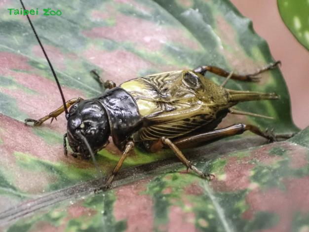 昆蟲館內的「土壤昆蟲區」可近距離地觀察到黃斑黑蟋蟀本尊哦！