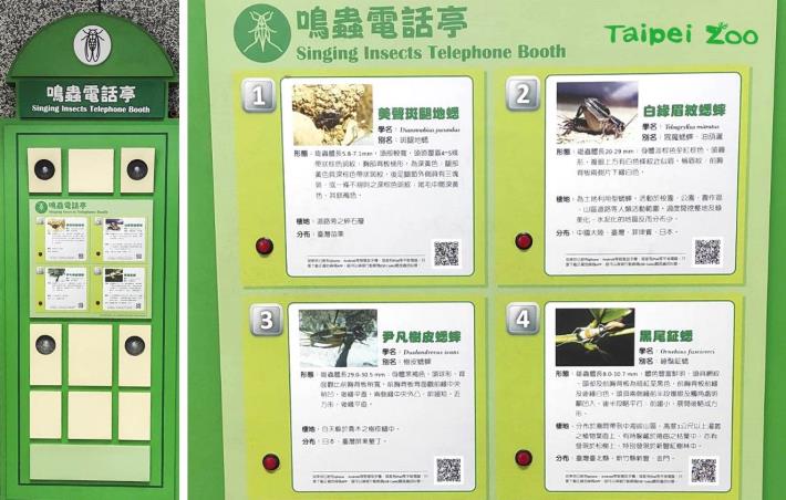 「鳴蟲電話亭」：透過按鈕選擇，聽聽看不同種蟋蟀的叫聲