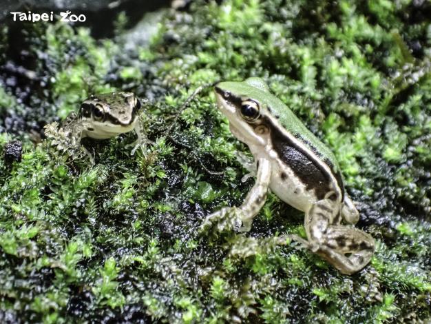 期望透過域內棲地保育及域外復育技術的結合，讓臺北赤蛙早日重現蓮花田
