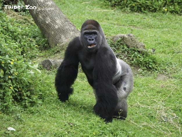 金剛猩猩群中的主要雄性「迪亞哥」，在休息時間常成為兒子們的大型玩具（詹德川攝）