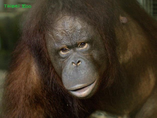 紅毛猩猩「可秀」在生產過程發生植入性胎盤症狀，幸虧在一旁守護的保育員及獸醫師們及時發現並緊急介入醫療