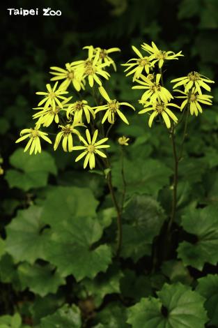 亞洲熱帶雨林區通往水鳥觀察區，亞洲象「林旺」貨櫃屋後方的樹林下，有種植臺灣山菊（李俊緯攝）