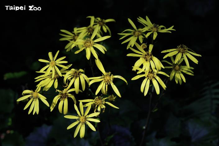 臺灣山菊被賞花的同好們形容為「森林底層的閃亮煙火」（李俊緯攝）
