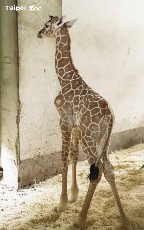長頸鹿寶寶出生第一天，身高達183公分