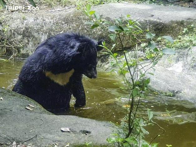 紅耳龜現在只要看到黑熊就會自己先跳入水池裡「避難」，「貝兒」還會下水池找，盯著水面