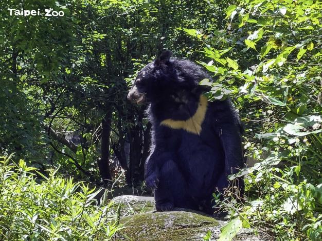 亞洲黑熊具有靈敏的聽力和嗅覺，不過視力不佳（「貝兒」）