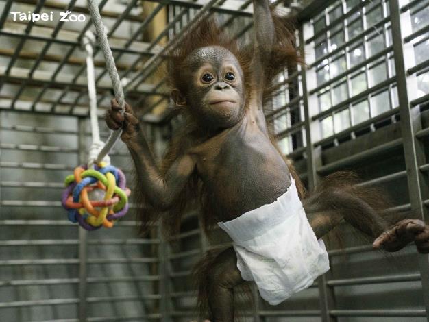 紅毛猩猩寶寶在三、四個月大時，下肢的肌肉尚未茁壯，主要藉由雙臂和手指來抓握攀爬